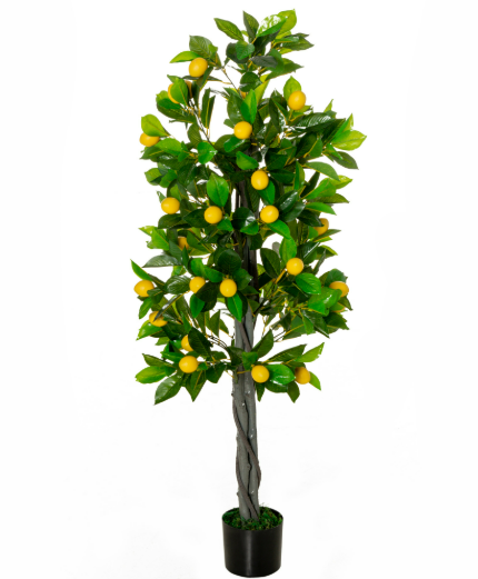 Lemon Tree