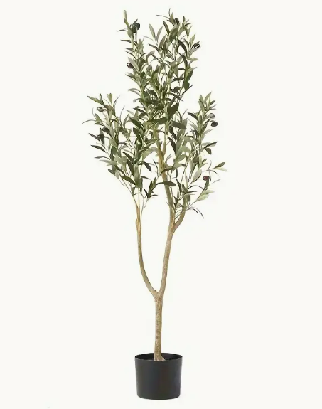 Olive Tree